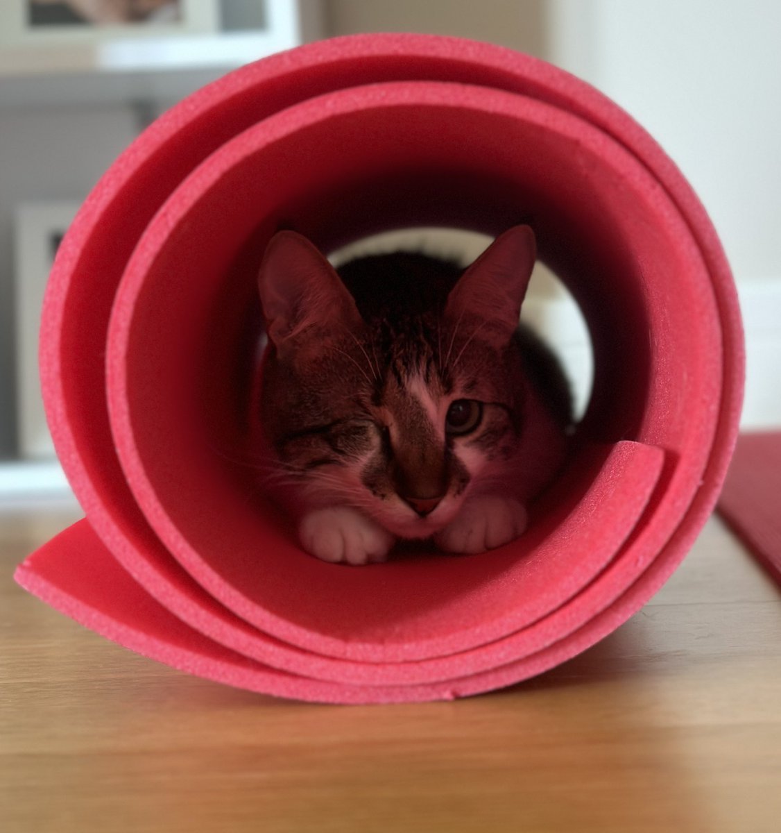 #dünyakedilergünü #kedi #cats