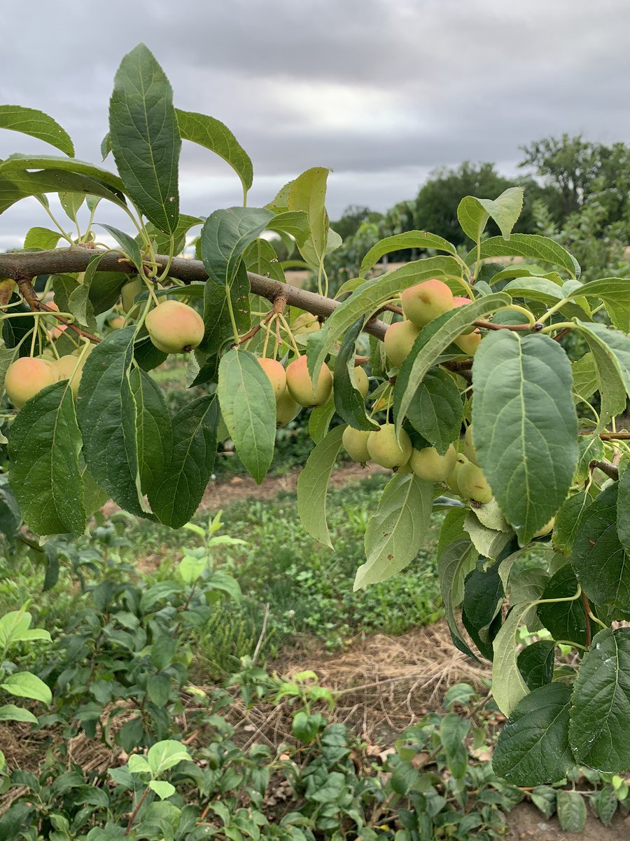 Jean Sabety tweet media