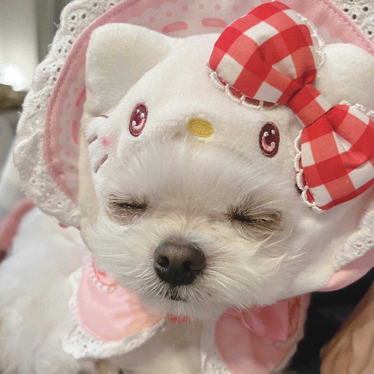 Hello Kitty🐱🎀💕✨