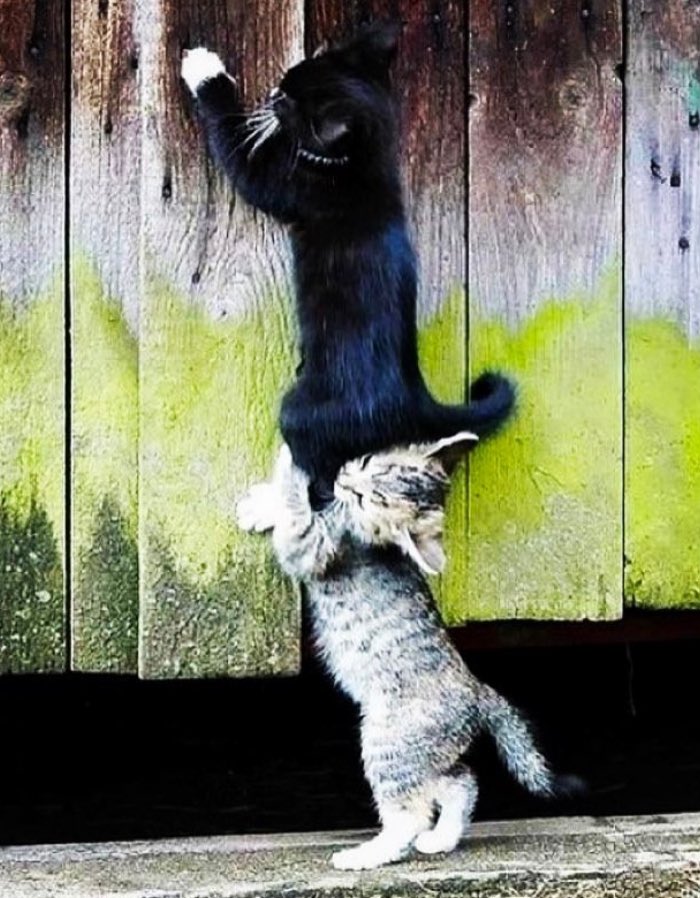 Happy International Cats Day… Moral of the story 🐾Be Kind🐾