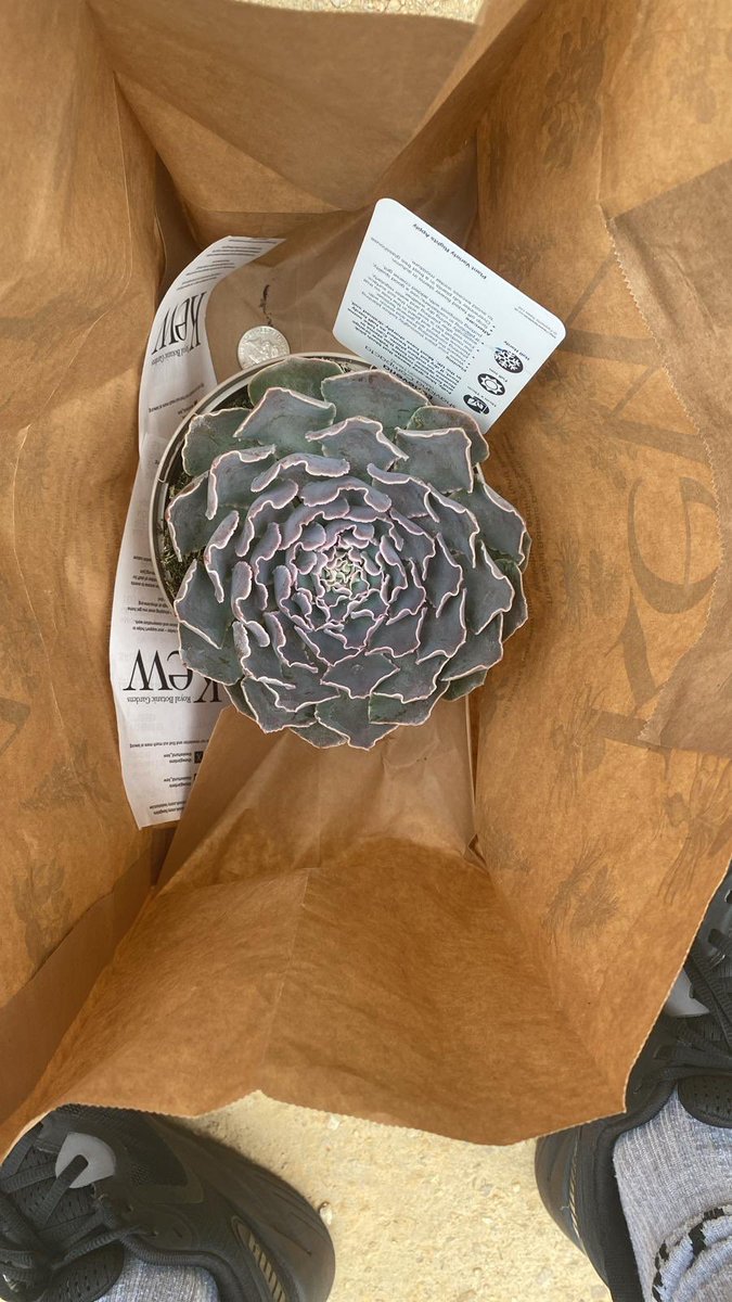 Seeder_Wood's tweet photo. Own bank cards and full autonomy and they choose to buy plants 🥰🥰🥰…. #Alex12 and #Tomas10 are with Seeder Wood Grandparents at @kewgardens . @hyperjar notification of spending… followed by picture explaining how this Semp is different to all our others #winning https://t.co/ykSgIeWj4G