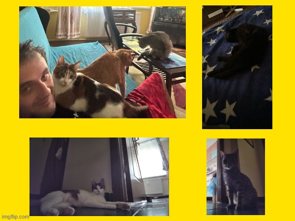 speedify's tweet image. Today we celebrate #internationalcatday2024.
This is our biggest cat lover at our office, @stere, who usually has had a friend or two accompany him on a video call.  #techies love cats too, #keyboard is my yoga mat, what a life they have!  Cue "Whats New Pussycat".