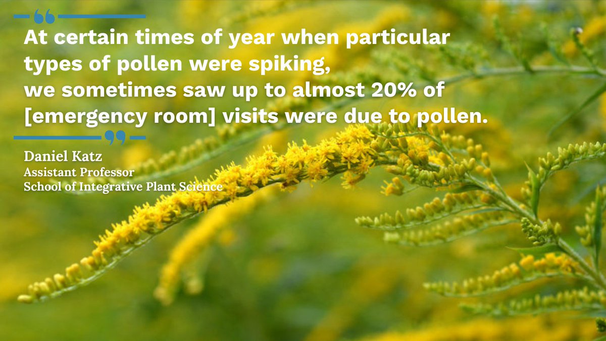 CornellCALS's tweet photo. Asthma emergencies spike when allergenic pollen blooms, says a new CALS-led study from prof. Daniel Katz (@pollenscientist) highlighting the need for science-based pollen forecasts. https://t.co/4A4ufwzazw https://t.co/B1NNzuzxKH
