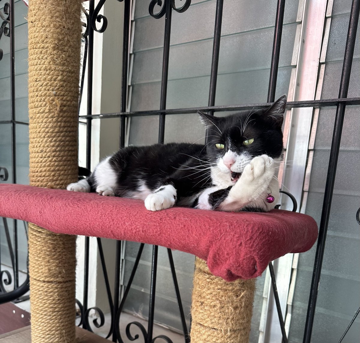 Mi Molly 🐾💗 #DiaInternacionalDelGato 🥰