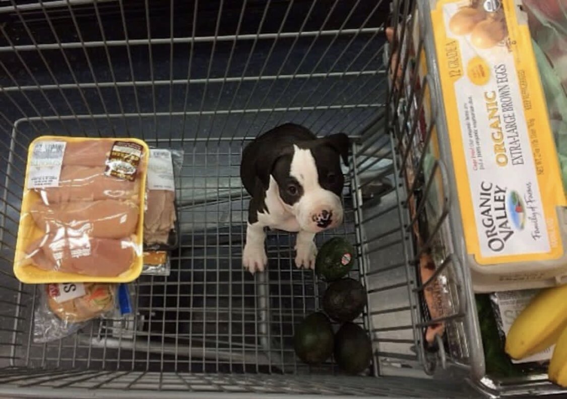 Redflow_09's tweet photo. Oh this was puppy Luna 🐾🐾 https://t.co/LA0ivrAKhN