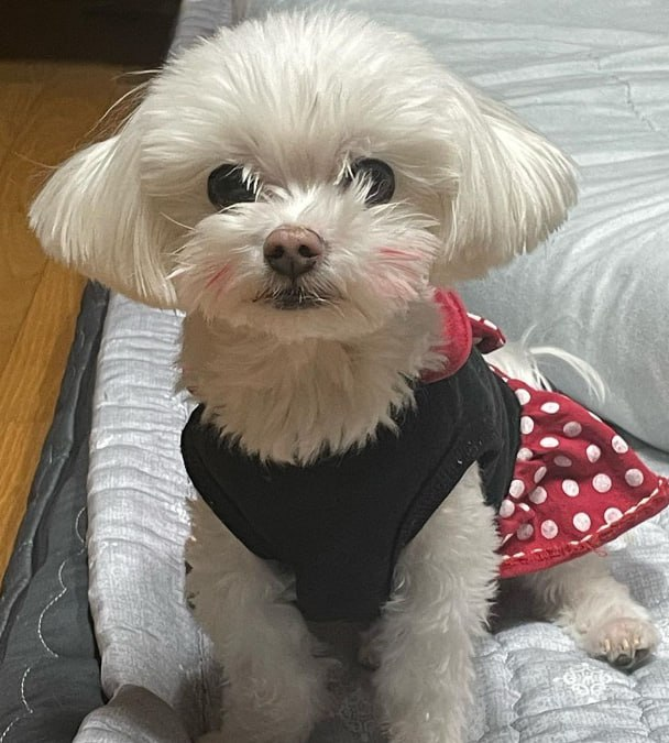 PookuDog's tweet photo. @cryptojourneyrs its $pooku bro. The brother of $wif. https://t.co/M0T8McFXE9