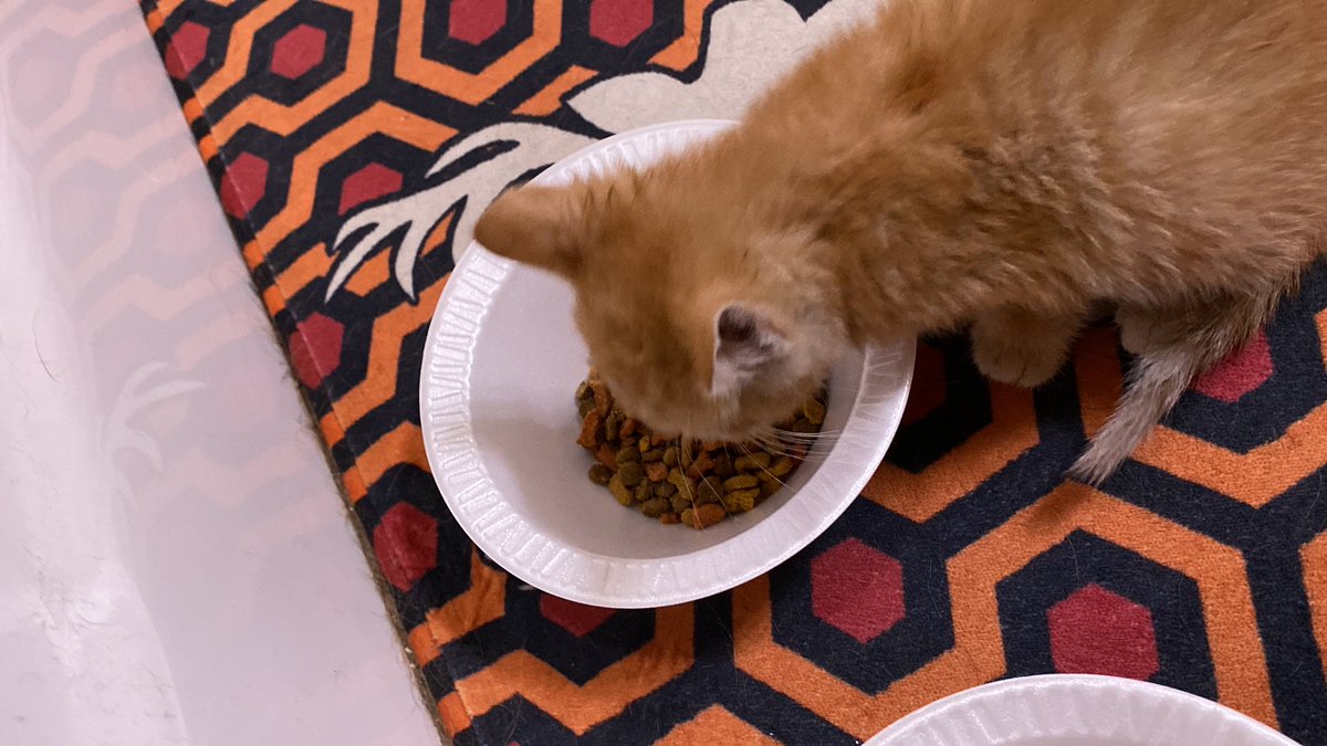 Kitten food, treats and litter has been acquired.