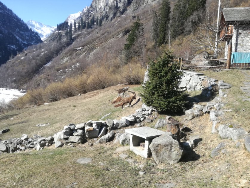 lagodiantrona's tweet photo. An old ibex in Ronco, Lake Antrona #Italy #mountain #holidays #NatureInspired #nature #NatureTherapy #AnimalsLover https://t.co/pbLF9t6uwX