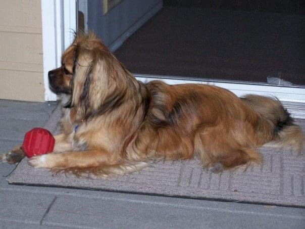 MomofOdieDexter's tweet photo. This week, FB wanted me to know that 17 years ago we announced Dexter to our world. He was the bestest, goodest, most mischievous, handsomest, funniest, smartest boy there ever was.🥹
#StillMissingYou 🌈 #ThrowbackThursday
#dogs #dogsoftwitter #dogsofx https://t.co/0kkBqYD0Pa