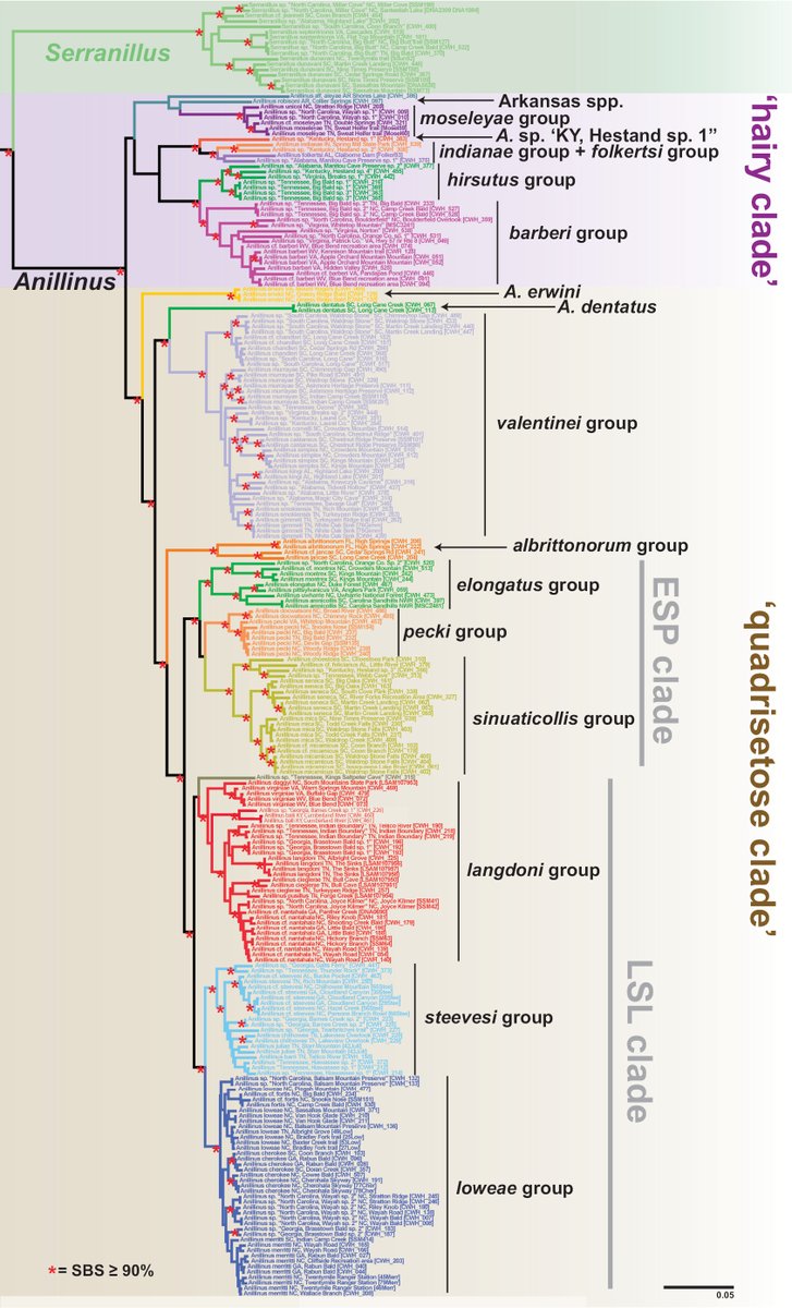 Caterino Arthropod Biodiversity Lab (@caterinolab) on Twitter photo Speaking of soil beetles, I'm excited to share this as well - the meat of Curt Harden's dissertation, describing a number of new southeastern Anillini, but more importantly bringing serious phylogenetic order to this challenging group of ground beetles!
doi.org/10.3897/zookey… Speaking of soil beetles, I'm excited to share this as well - the meat of Curt Harden's dissertation, describing a number of new southeastern Anillini, but more importantly bringing serious phylogenetic order to this challenging group of ground beetles!
doi.org/10.3897/zookey…
