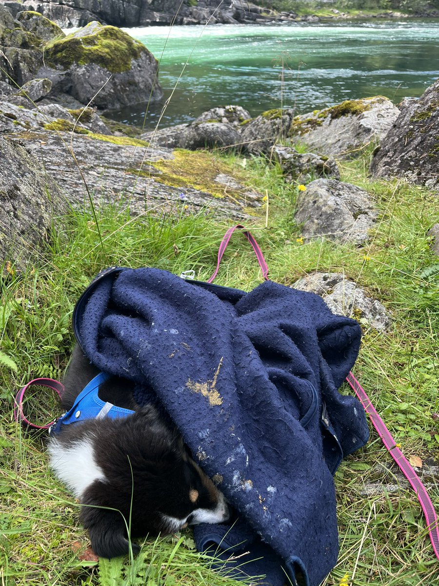 Ozzy har funnet roen på laksefiske ❤️