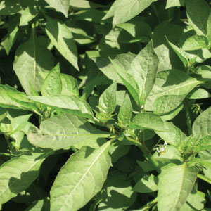 demi_farm's tweet photo. Benefits of managu
· Helps in good body cell formations.
· Improve digestion.
· Helps in formation of strong bones.
· Helps in maintaining and improving good eyesight.
· Helps with skin maintenance.#managu #farmers. https://t.co/brfyvJI9a6