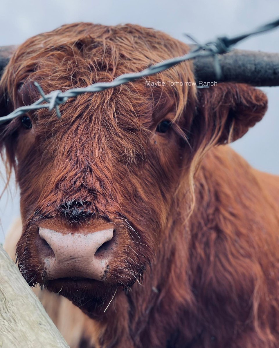 mthranch's tweet photo. John Wayne looking for pats & scratches
#maybetomorrowranch #highlandcattle #alberta #highlands #albertafarms https://t.co/U09sjV6BxU