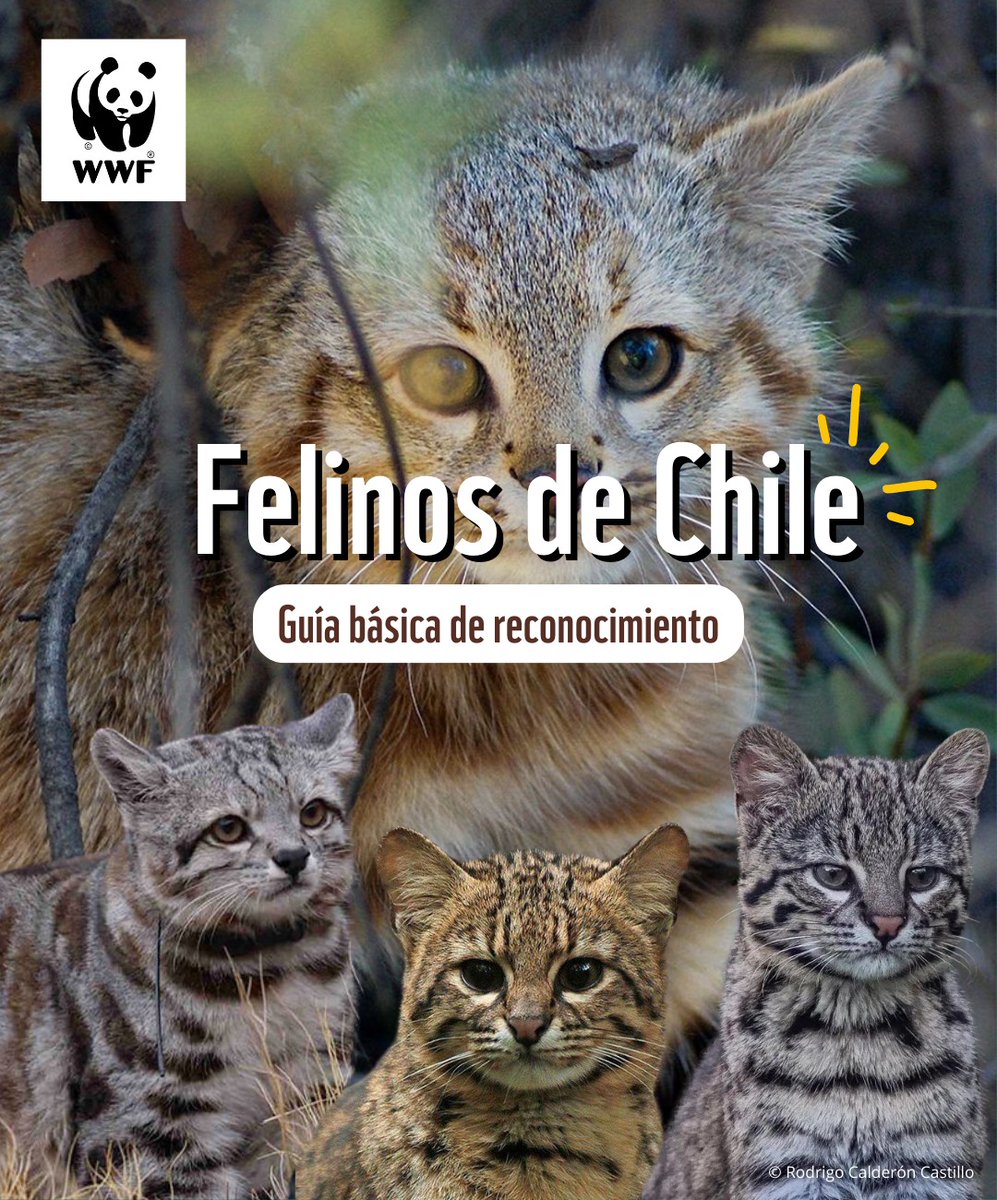 WWFChile's tweet photo. 🧵[1/2]🐈 En el #DíaInternacionalDelGato te compartimos esta guía básica de reconocimiento de los #felinos silvestres que habitan en Chile.

¿Sabías que además del puma, existen 4 especies felinas más pertenecientes a la familia #leopardus? https://t.co/P2IgHsWqOb