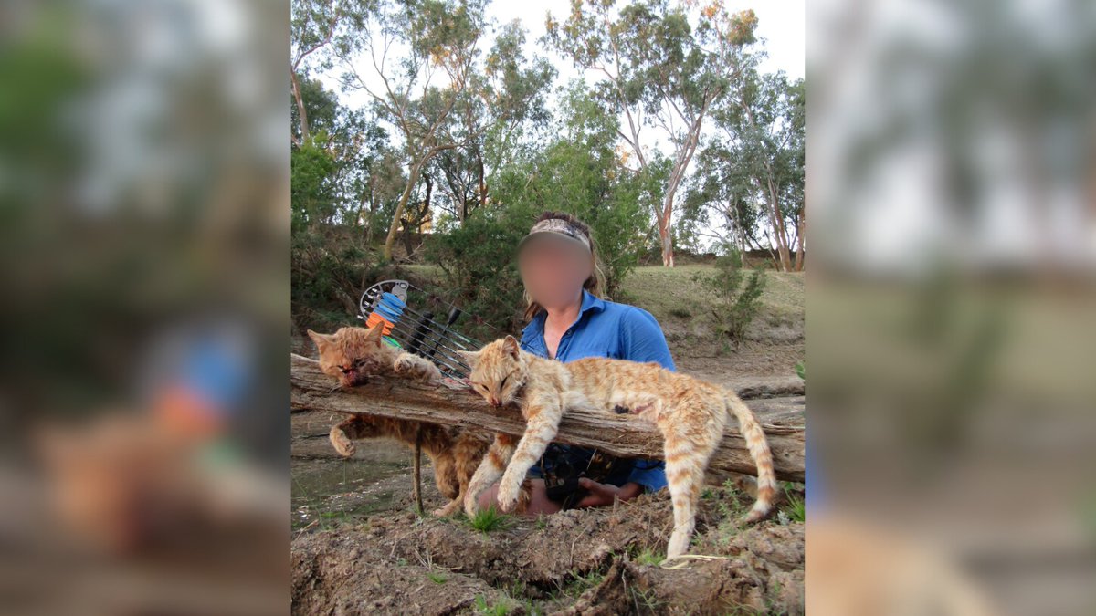 Network4Animals's tweet photo. It's #InternationalCatDay, and it's your ast chance to add your voice to those demanding an END to horrific cat-killing competition in #NewZealand!
PLEASE sign our petition to the authorities to ban the hunting of cats for sport today: https://t.co/ySPLIKHJFS.
#NFACats https://t.co/2PP5e09d6R
