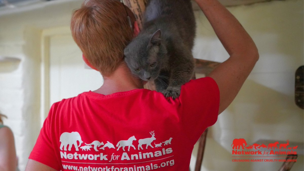 Network4Animals's tweet photo. It's #InternationalCatDay, and it's your ast chance to add your voice to those demanding an END to horrific cat-killing competition in #NewZealand!
PLEASE sign our petition to the authorities to ban the hunting of cats for sport today: https://t.co/ySPLIKHJFS.
#NFACats https://t.co/2PP5e09d6R