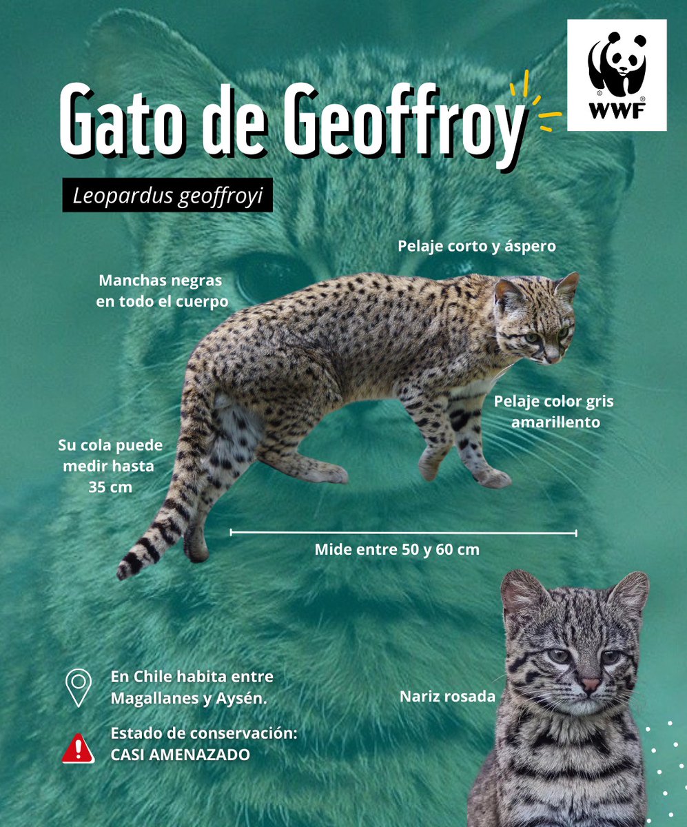 WWFChile's tweet photo. 🧵[1/2]🐈 En el #DíaInternacionalDelGato te compartimos esta guía básica de reconocimiento de los #felinos silvestres que habitan en Chile.

¿Sabías que además del puma, existen 4 especies felinas más pertenecientes a la familia #leopardus? https://t.co/P2IgHsWqOb