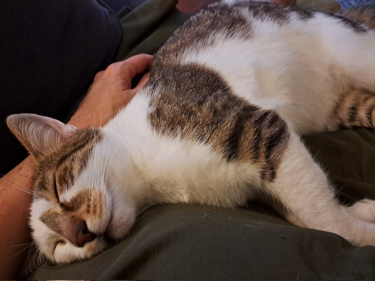 #internationalcatday2024 
Willow and Luna rescue cats from Romania. Helped us all out of a black hole. Xx