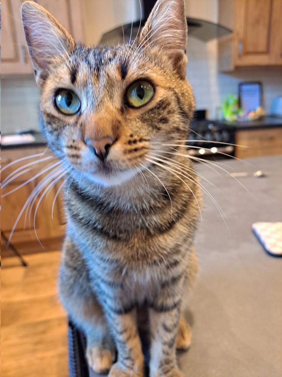 alcjames's tweet photo. #internationalcatday2024 
Willow and Luna rescue cats from Romania. Helped us all out of a black hole. Xx https://t.co/PYBrKyQSLh