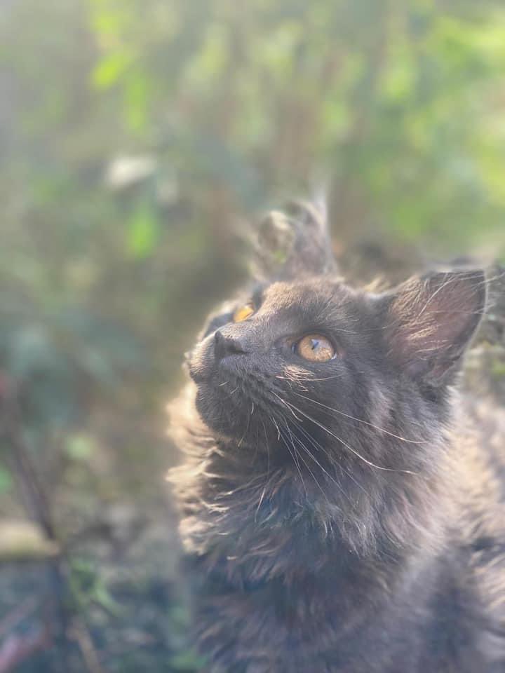 celiabauerfeind's tweet photo. @Number10cat Luna blue smelling the air 💙 https://t.co/Xl1LQoEw2q