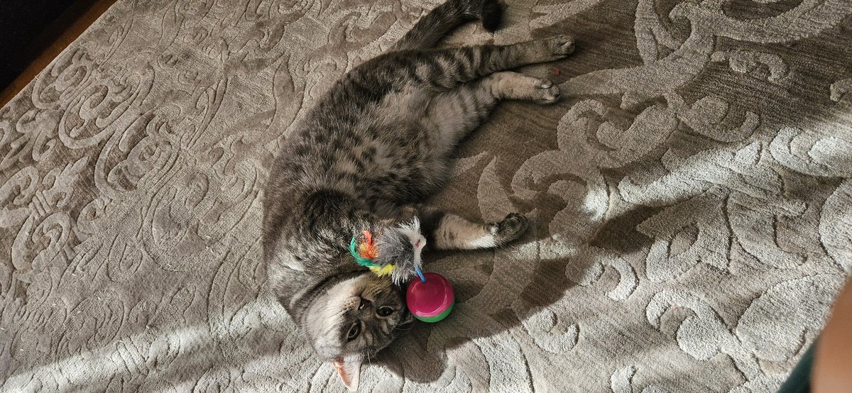 madamecurry's tweet photo. Günün kutlu olsun canım kızım 😻🎉#UluslararasıKediGünü https://t.co/Bvw0K1MSGm