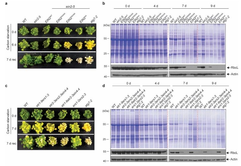 Plant Science tweet media