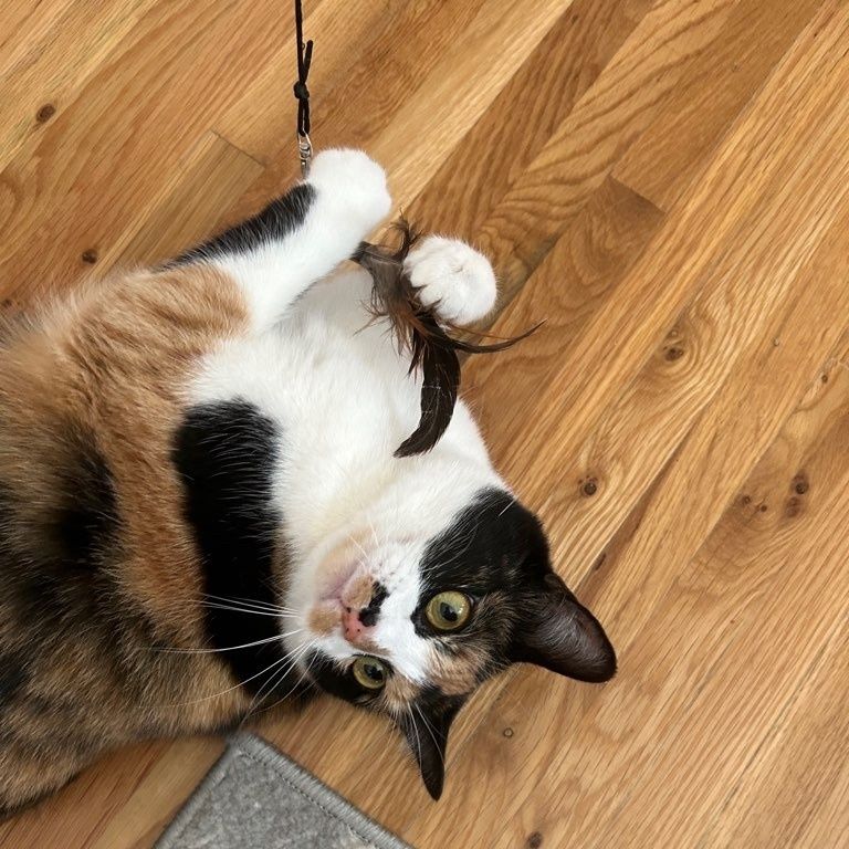 WalkedByDogs's tweet photo. Happy International Cat Day! Maple and Tender Nina want to remind you that we take care of your other pets too! ⁠
⁠
Our customized pet care option allows us to arrange care that makes sense for you. Reach out now at https://t.co/2WGYEJdwwd  https://t.co/LBcUSa3s6I