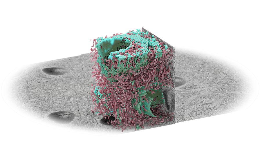 SenseAIUK's tweet photo. We're excited to announce our partnership with @ConnectomX. The collaboration will combine the high-volume SEM capabilities of ConnectomX with our superfast, low-dose inpainting. You can read more at https://t.co/gn9EsxsftD

#electronmicroscopy #microscopy #inpainting #SEM https://t.co/qawIjdJhXb