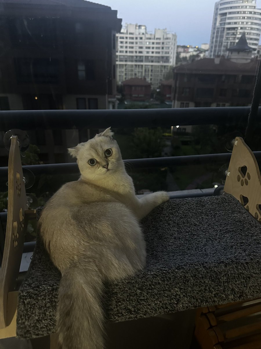 gamzeymenn's tweet photo. Prensesimin günü 🧿🐱🌸💙 #dünyakedilergünü https://t.co/Ezs8f5waV6