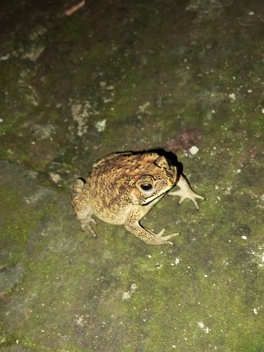 guymade2turtles's tweet image. Your local friendly frog
