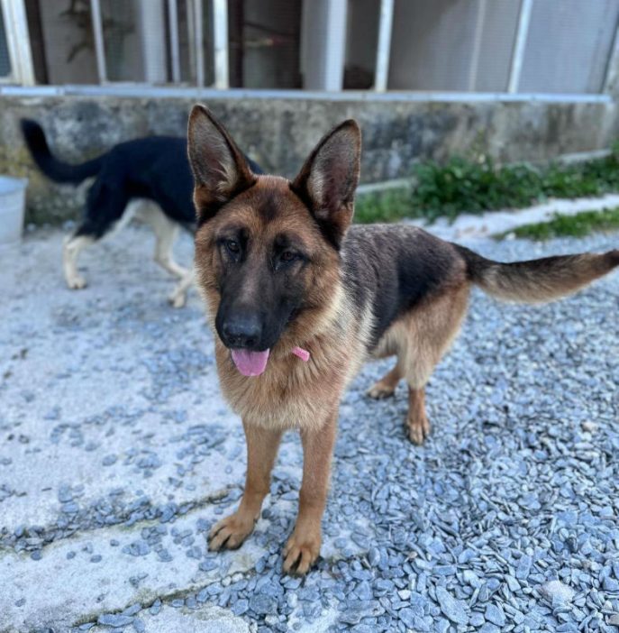 German Shepherd Rescue Elite ( GSRE ) tweet media