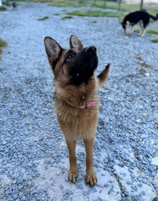 German Shepherd Rescue Elite ( GSRE ) tweet media