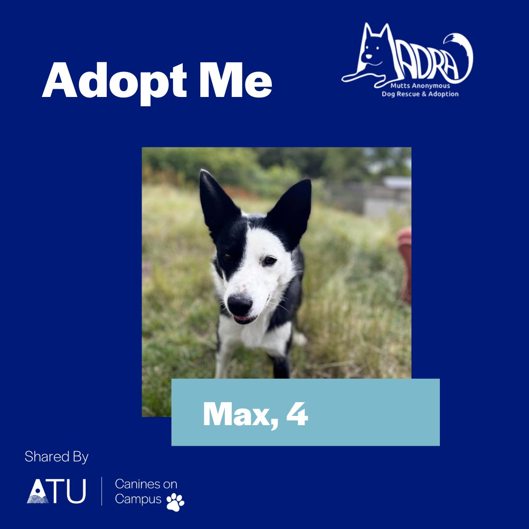 👋 Say Hello to the Magnificent Max!  Please help him and other rescue dogs find their forever homes by supporting our Canines on Campus fundraiser 🐾

🥰🐶 Check out all the event details and view Max's  profile here  👉 atu.ie/caninesoncampus

#ATUK92024

<a href="/MADRADogRescue/">MADRA Mutts Anonymous Dog Rescue & Adoption</a>