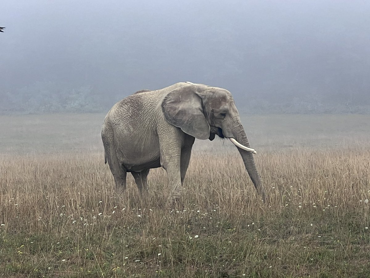 Zoo Logic Podcast (@zoologicpodcast) on Twitter photo Moment of zen not a political party endorsement Moment of zen not a political party endorsement