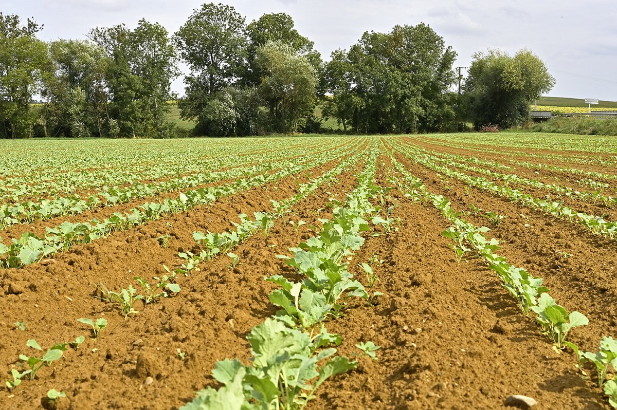 Apport d’N en végétation à l’automne sur #colza : 
Le 7ième programme d’actions régional « nitrates », en région Grand-Est entre en vigueur au 01/09. Il définit les conditions d'un apport d’N  minéral à l’automne. Les critères à  satisfaire sont nombreux
terresinovia.fr/-/apport-d-azo…