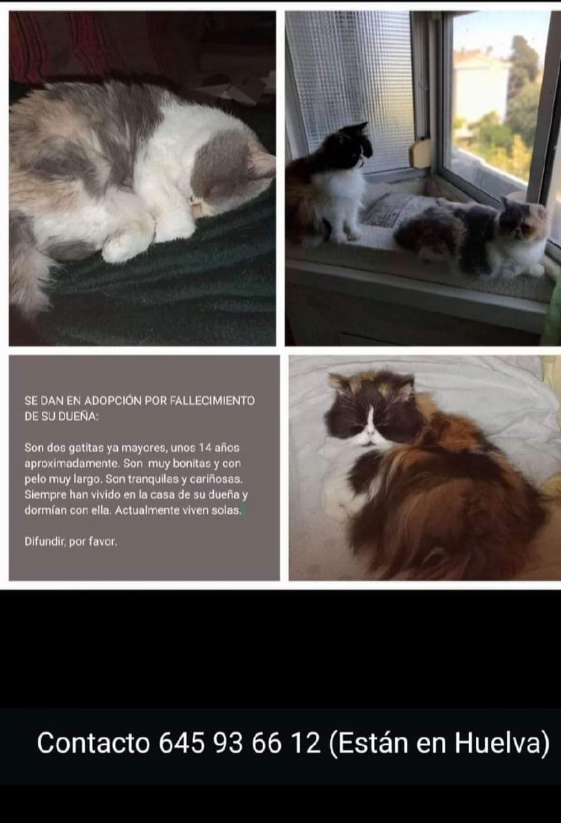 SilviaMylo's tweet photo. Ha muerto su dueña y nadie las quiere 💔 😢 https://t.co/HUMKEWDhbe