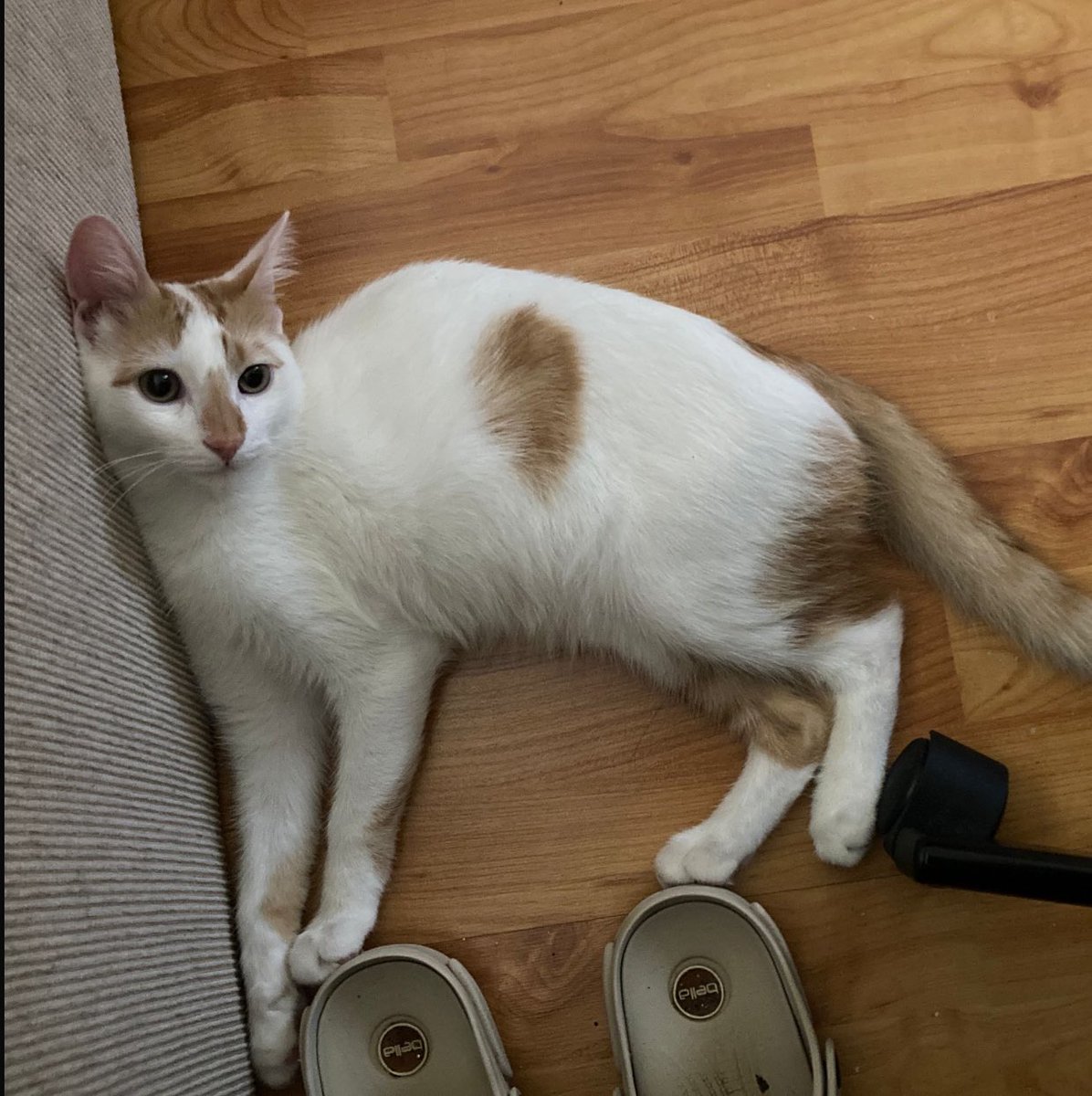 Tursu isimli bu bebis icin ACIL gecici yuva ariyoruzzz 5-6 haftaligina ISTANBUL!!! (ayni zamanda kalici ev arkadasi da ariyor