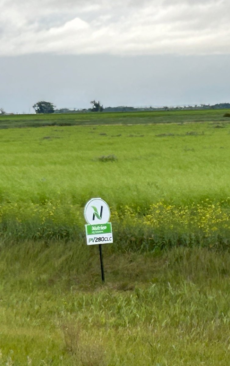 Nutrien Ag Solutions - Manitoba (@nutrienag_mb) on Twitter photo PV280CLC showing off along hwy 2 west of Glenboro MB. Interested in clearfield canola and the Viterra program? Talk to your local Nutrien Ag Solutions and Viterra rep. <a href="/ProvenSeed/">Proven Seed</a> <a href="/NutrienAgCda/">Nutrien Ag Solutions Canada</a> <a href="/ViterraCanada/">Viterra Canada</a> PV280CLC showing off along hwy 2 west of Glenboro MB. Interested in clearfield canola and the Viterra program? Talk to your local Nutrien Ag Solutions and Viterra rep. <a href="/ProvenSeed/">Proven Seed</a> <a href="/NutrienAgCda/">Nutrien Ag Solutions Canada</a> <a href="/ViterraCanada/">Viterra Canada</a>