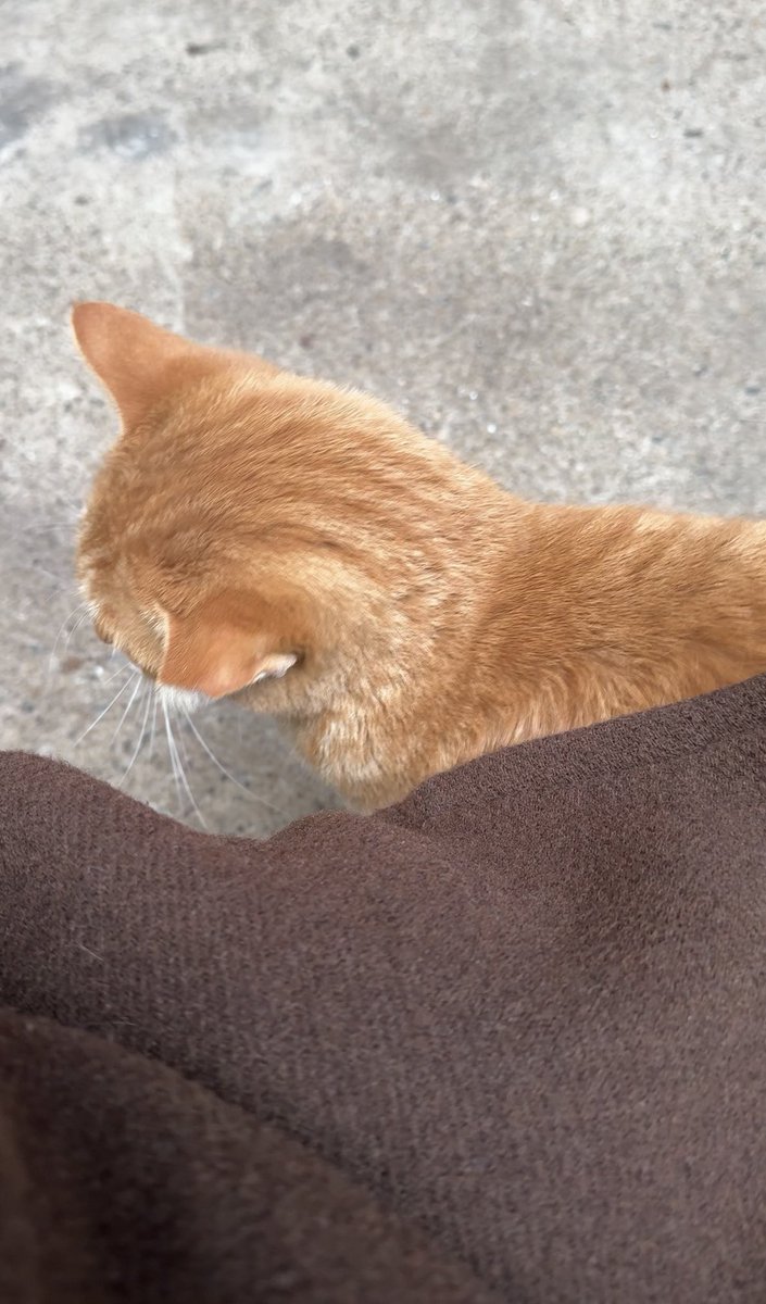 제일 사랑하는 우리치즈🐈 건강만 하자〰️
