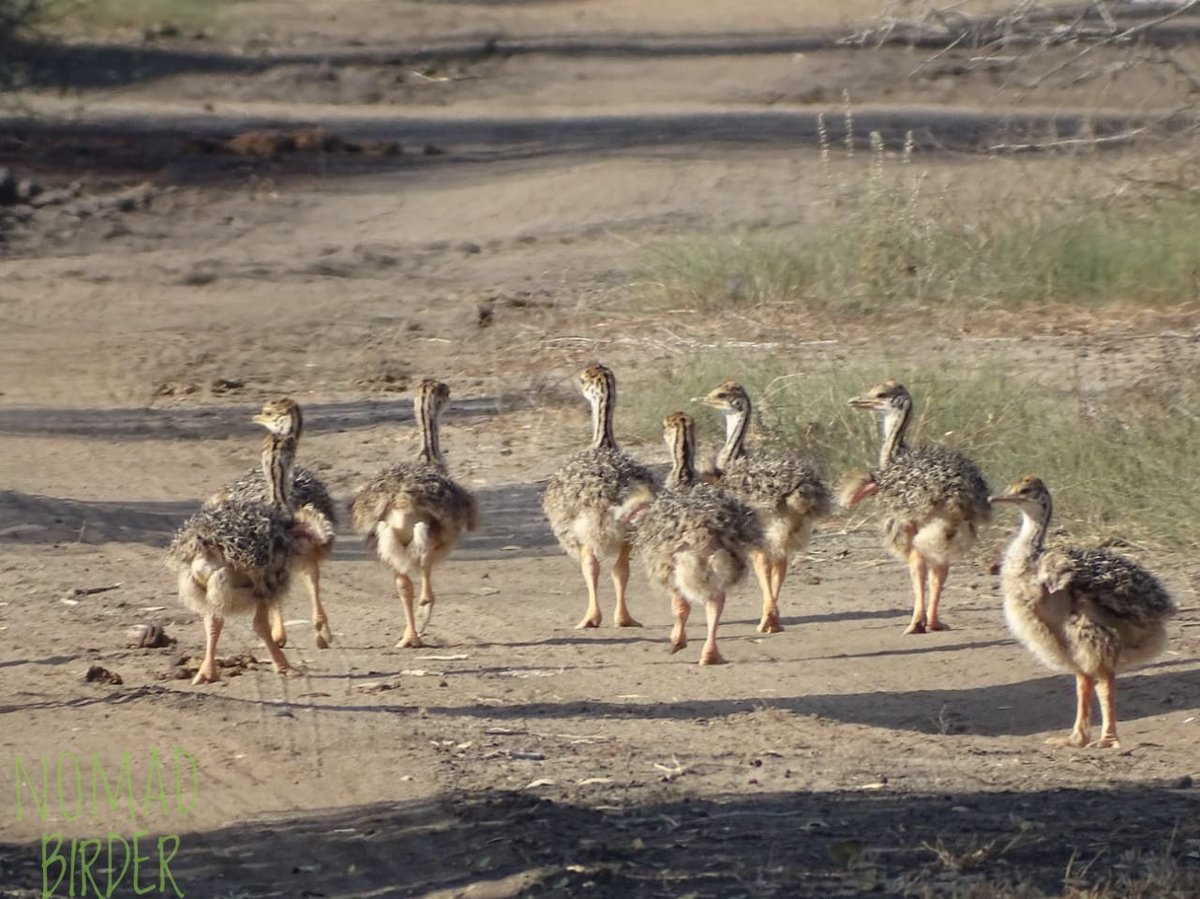 nomad_birder's tweet photo. Somali Ostrich Chicks
@Kenyabirder
#NomadBirder #birding #birdwatching #Garissa #birdperfction #BirdsofGarissa #BirdsofNorthEasternKenya https://t.co/YxejL43vVt