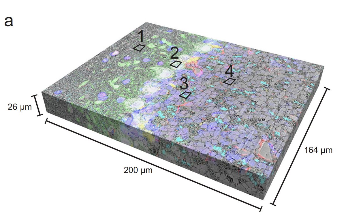 Yaron Meirovitch (@yaronmeirovitch) on Twitter photo Our lab's revised paper published in <a href="/NatureComms/">Nature Communications</a>
Multiplexed volumetric CLEM enabled by scFvs provides insights into the cytology of cerebellar cortex
nature.com/articles/s4146…
Congrats to Xiaomeng's et al. <a href="/MCB_Harvard/">MCB_Harvard</a>! Our lab's revised paper published in <a href="/NatureComms/">Nature Communications</a>
Multiplexed volumetric CLEM enabled by scFvs provides insights into the cytology of cerebellar cortex
nature.com/articles/s4146…
Congrats to Xiaomeng's et al. <a href="/MCB_Harvard/">MCB_Harvard</a>!
