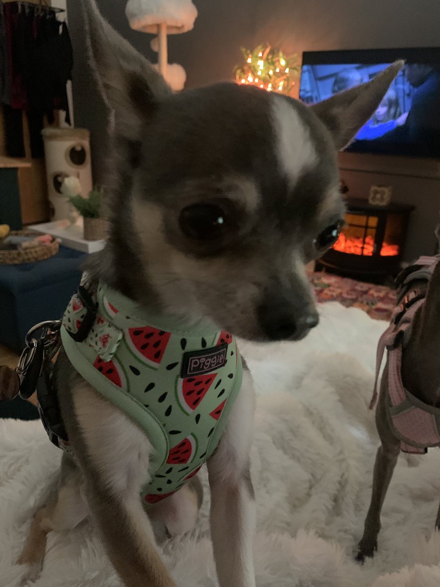 helenraw's tweet image. The look of love - #MonsterMunch ogling my tea 😹🥰🙄

#DinkyDaphs is snoozing in the background 🥰

#TheCatAndDogLady