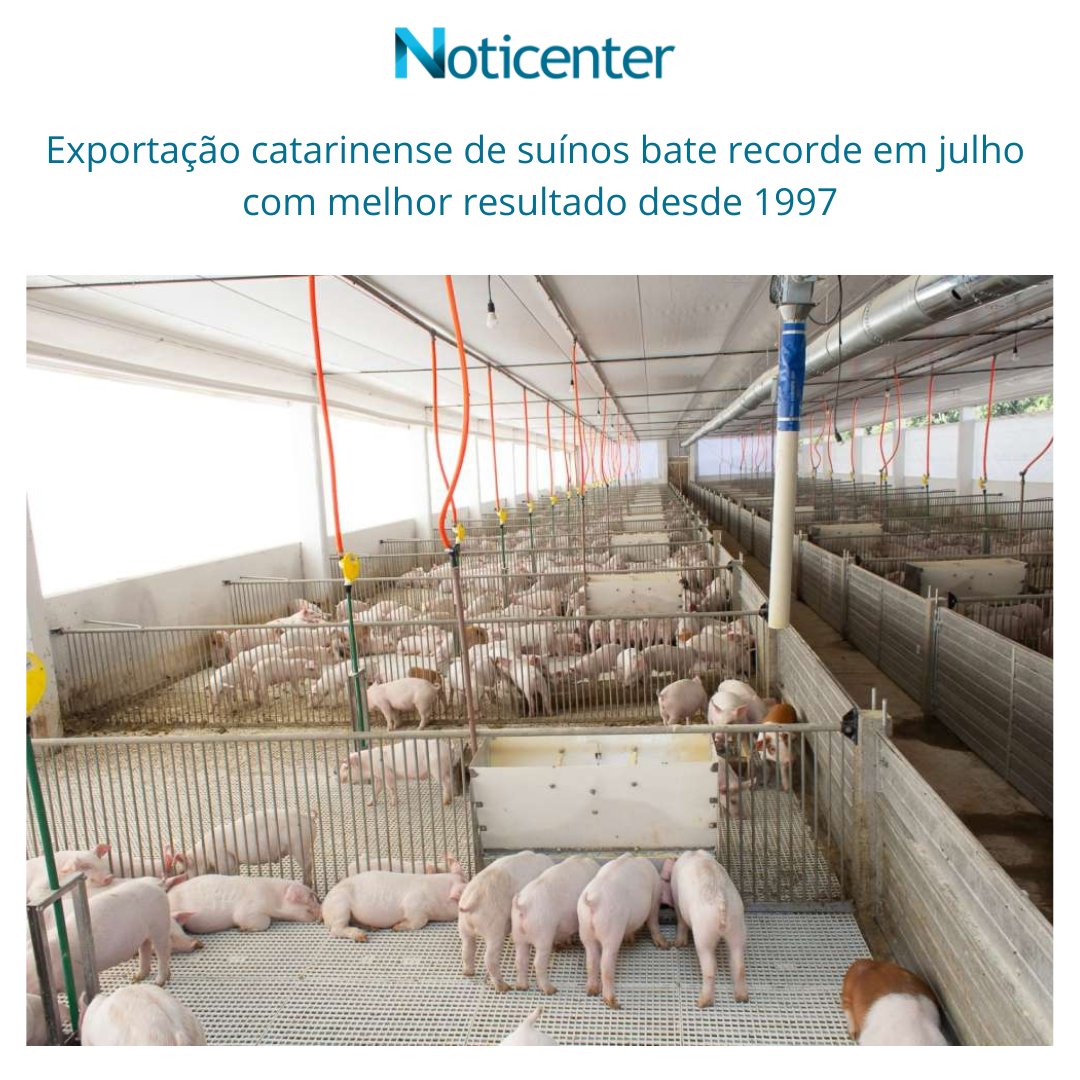 noticenter's tweet photo. A exportação de carne suína de Santa Catarina alcançou resultado recorde em julho, com alta de 30,7% em relação ao volume de embarques e de 35,7% nas receitas em comparação com junho.
🔗 Saiba mais:
https://t.co/m7FFDCxU05
#noticenter #NotíciasSC #exportações #santacatarina https://t.co/syRqSGBVqo