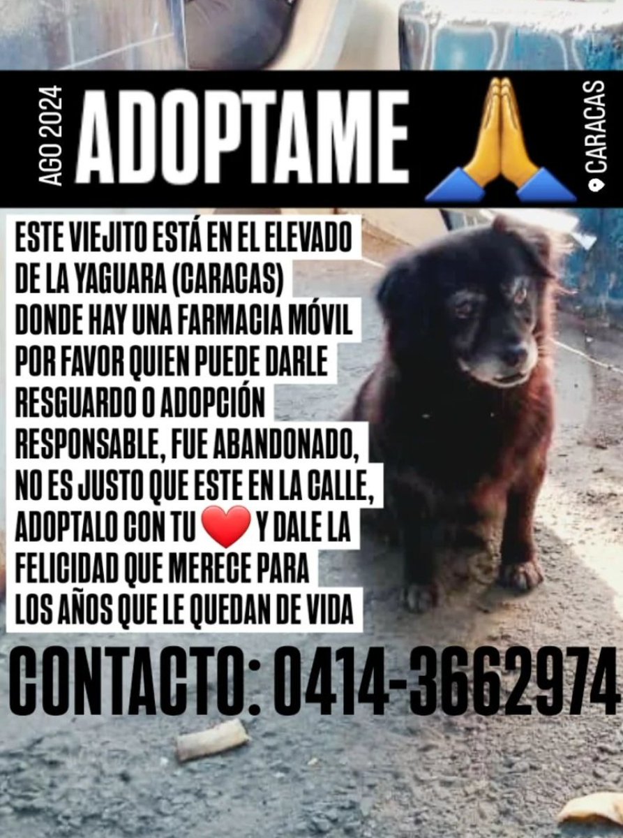 Necesita hogar temporal o definitivo URGENTE, Caracas