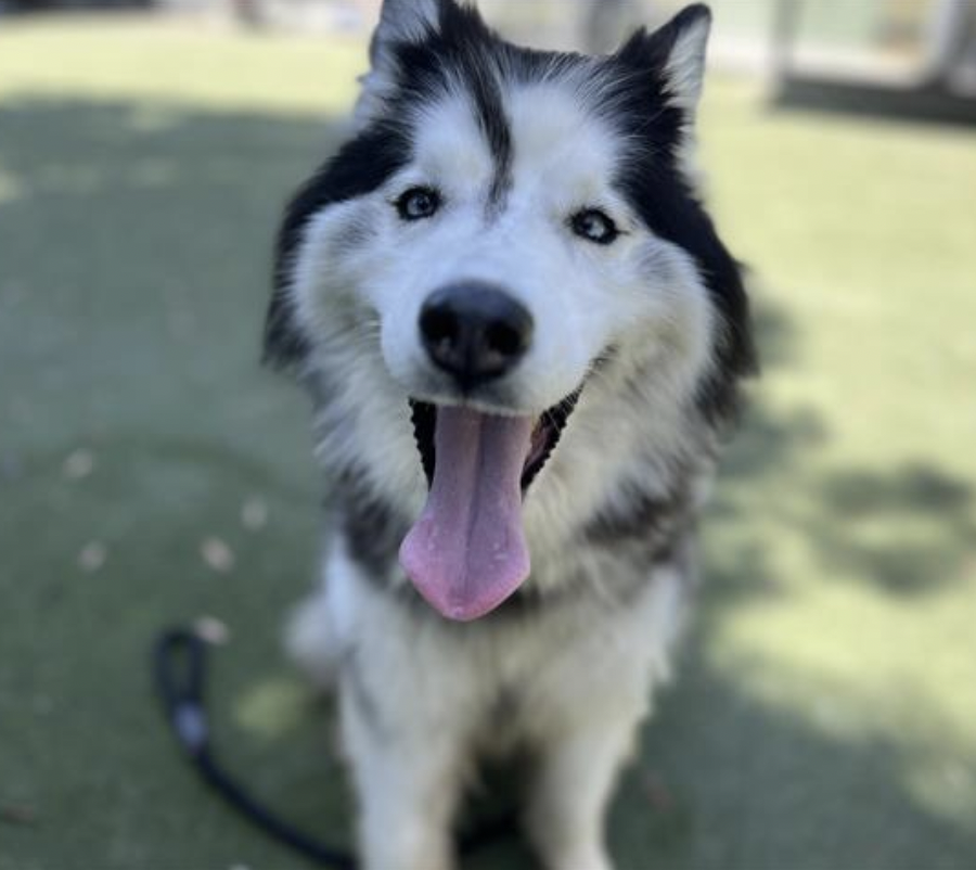 LACityPets's tweet photo. Meet some of our adoptable dogs from our Chesterfield Square Center! πΎ
πΆ Roxie
πΆ Halo #A2149217
πΆ Guero #A2144412
πΆ Moxy #A2127299
#lacitypets #adoptashelterdog #GetYourRescueOn #DOGust #HumaneLA #adopt #foster #dogsofLA #dogs #losangeles https://t.co/gdEQGoDYK8