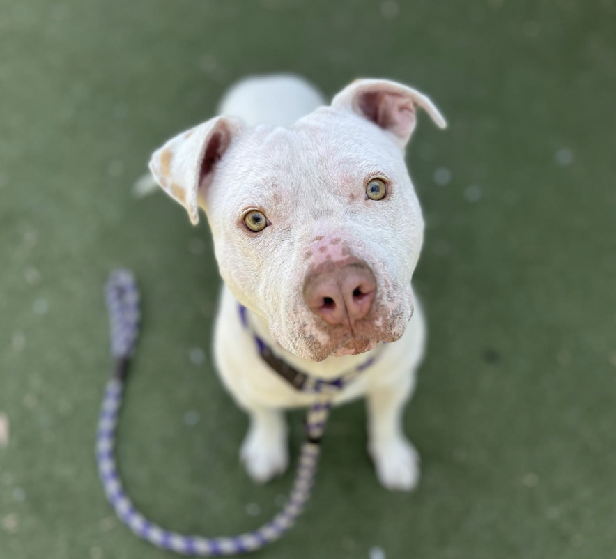 LACityPets's tweet photo. Meet some of our adoptable dogs from our Chesterfield Square Center! πΎ
πΆ Roxie
πΆ Halo #A2149217
πΆ Guero #A2144412
πΆ Moxy #A2127299
#lacitypets #adoptashelterdog #GetYourRescueOn #DOGust #HumaneLA #adopt #foster #dogsofLA #dogs #losangeles https://t.co/gdEQGoDYK8