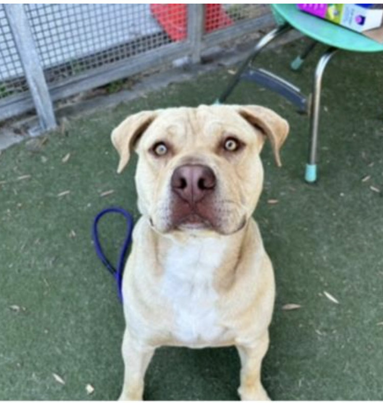 LACityPets's tweet photo. Meet some of our adoptable dogs from our Chesterfield Square Center! πΎ
πΆ Roxie
πΆ Halo #A2149217
πΆ Guero #A2144412
πΆ Moxy #A2127299
#lacitypets #adoptashelterdog #GetYourRescueOn #DOGust #HumaneLA #adopt #foster #dogsofLA #dogs #losangeles https://t.co/gdEQGoDYK8
