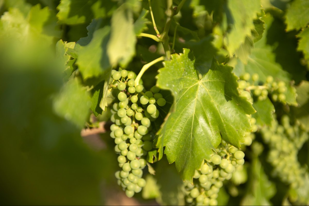 Bodegas Thesaurus (@bodegathesaurus) on Twitter photo 