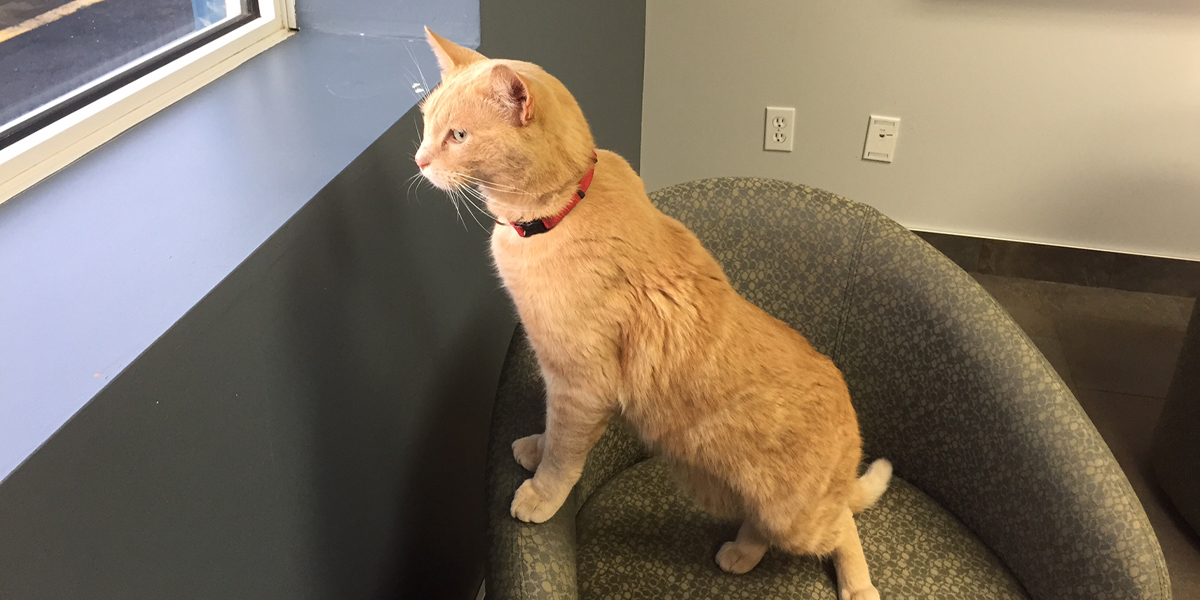 STARSambulance's tweet photo. Happy #InternationalCatDay to our purr-fect employee, Hangar Cat.πΎ
Fun (feline) facts:
β’ Role: Chief Mouse Officer & Crew Companion
β’ Best friend: β€οΈ's anyone that gives him treats.
β’ Go-to spot: Cat bed near the crew lockers.
#MousePatrol #HangarCat #catsofinstagram https://t.co/t1bPP9Ac4K