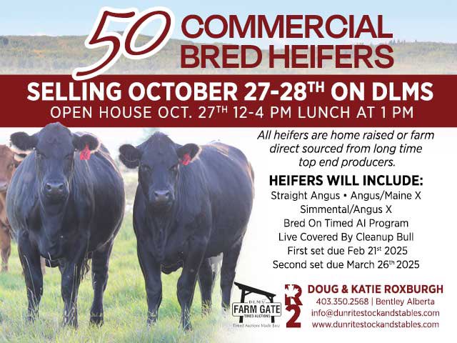 Save the date and plan to join us to view the heifers on October 27th. Heifers will sell on DLMS FarmGate Oct 27-28. Full details on the website dunritestockandstables.com/bred-heifers/
<a href="/RoxburghDoug/">Doug Roxburgh</a>